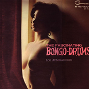 The fascinating Bongo-Drums