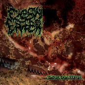 Cadaver And Corpses