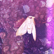 Boy On Guitar / Sean Duncan Split