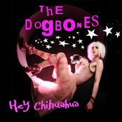 Hey Chihuahua cover