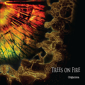 Live Life by Trees On Fire