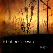 Bugs