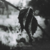 flowers, ferns, feathers...