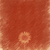 If You Really Knew (acoustic)