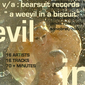 a weevil in a biscuit