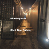 black tiger stripes