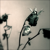 Enjoy Your Death Trap