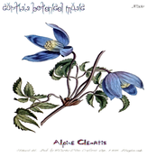Alpine Clematis