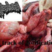 1 track of gorification