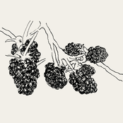 blackberries