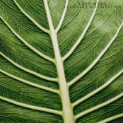 capillary distribution