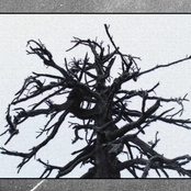 Infogsomnia & Schwargleis & Vrezremathur & Kodreanu & Phonophobia (5'way Split)