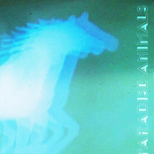 Paradise Animals - EP