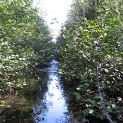Rower of a watercourse
