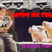 Playing For Pigs