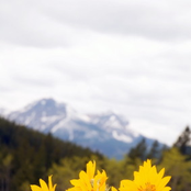 Arnica Montana