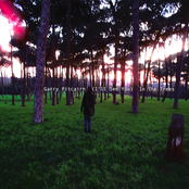 I'll See You In The Trees