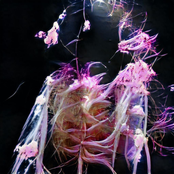 The Drowning Songs (Original Motion Picture Soundtrack)