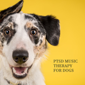 Dog's Meditation: Calming Pet Oasis - Relaxing Music, Anxiety and Insomnia Treatment, Cozy and Safe Ambient