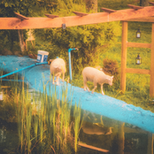 Poetry for the Lambs