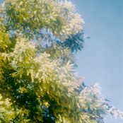 Floresta