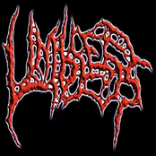 Limbless: Orgy Of Disembowelment