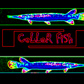 cellar fish