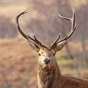 The Stag of Lees Valley