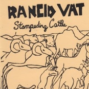 Stampeding Cattle