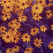 Summer Rain // Swept Away