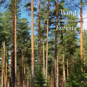 Wind in Coniferous Forests