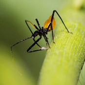 Complex mixture of catabolic enzymes, putative cytolytic/pore-forming proteins and putatively neurotoxic disulphide-rich peptides