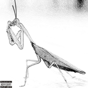 Praying Mantis Freestyle