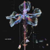 Ravenscoon: Glass Orchid