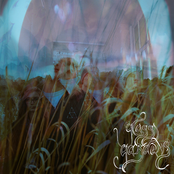 Pollen Head - Single