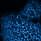 Scattered dream patterns