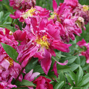 The Tower & The Hanged Man