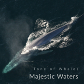 Tone of Whales