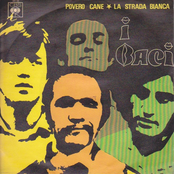 Povero Cane / La Strada Bianca