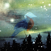 Bluebird