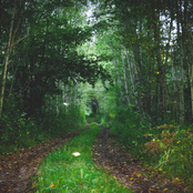 Night in the Strange Forest