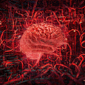 AMYGDALA