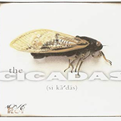 The Cicadas: Cicadas