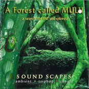 Leaving Home by A Forest Called Mulu