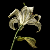 Withered White Garden