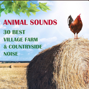Animal Sounds: 30 Best Village Farm & Countryside Noise from Europe