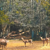 We Two Starving Deer (V1)