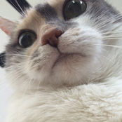 Jay Mcshann Meets Jimmy Witherspoon