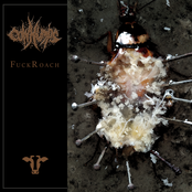 FuckRoach