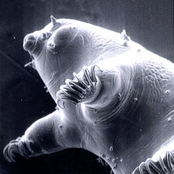 tardigrade face